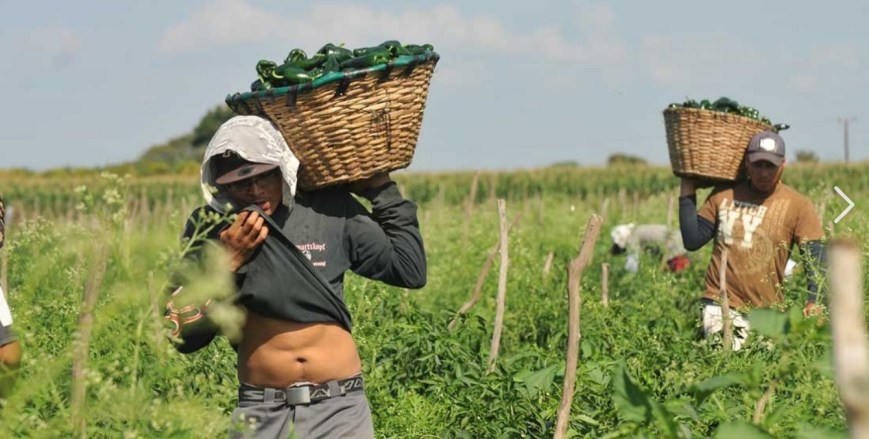 El ejército infantil de reserva del capital: el Estado, las trasnacionales y la esclavitud moderna en el campo mexicano.