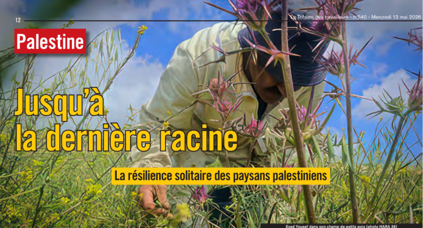 Palestina: Hasta la última raíz, La resiliencia solitaria de los campesinos palestinos